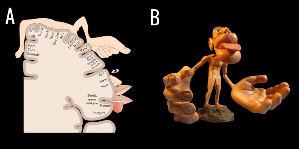 the homunculus as a representation of the self. in proportion to the size of the brain that uses each of those parts.